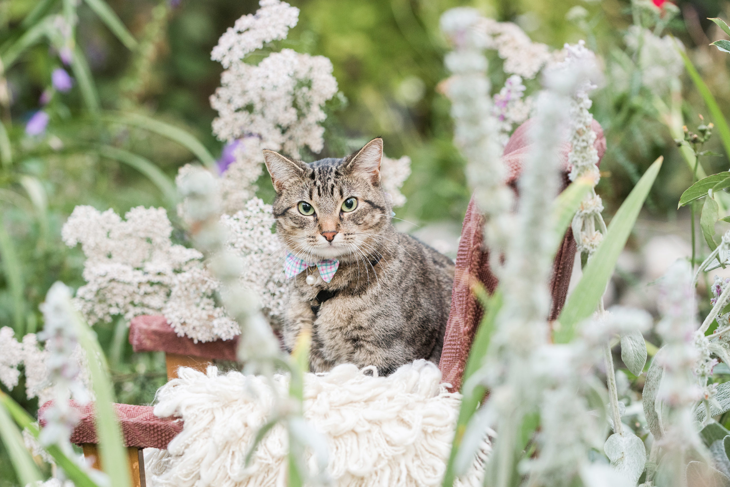 Pet in a chair in the garden for a photo.